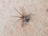 Steatoda triangulosa